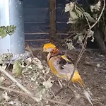 Çiftlik konaklama Pod Pstragiem