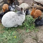 Pod Pstragiem Çiftlik konaklama *
