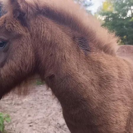 Pod Pstragiem Lantgård