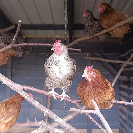 Lantgård Pod Pstragiem Lipnica (Bytow)