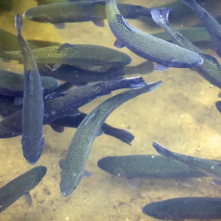 Pod Pstragiem Lantgård Lipnica (Bytow)