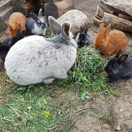 Pod Pstragiem Lantgård *