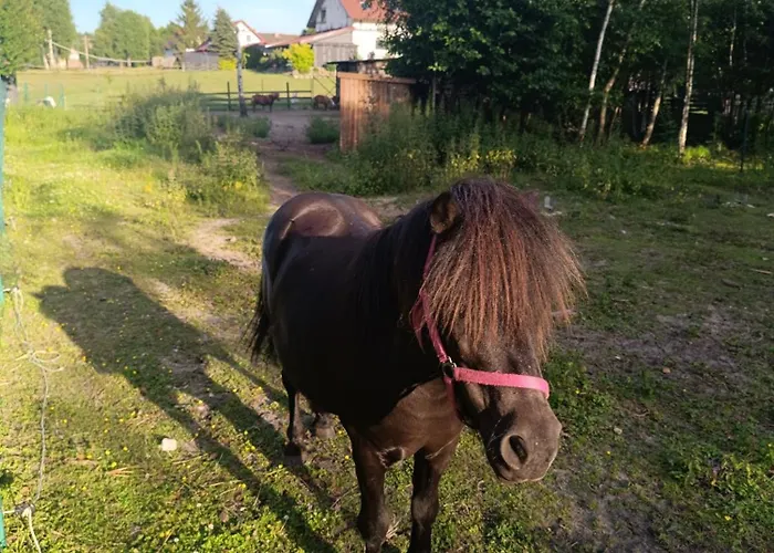 Gospodarstwo agroturystyczne Pod Pstrągiem Lipnica (Bytow)