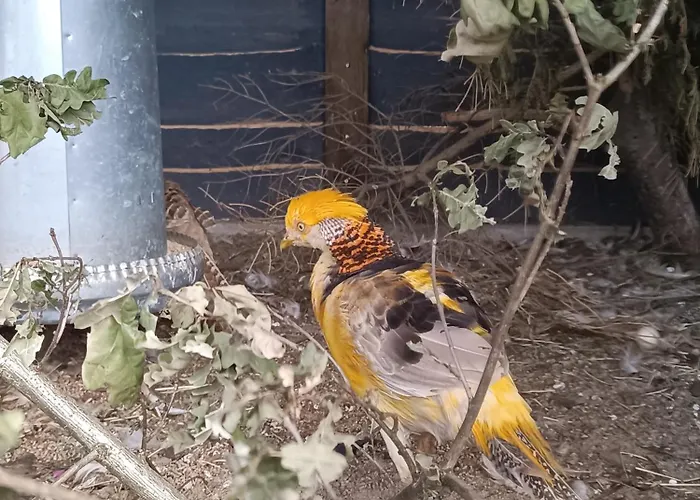 Farm stay Pod Pstragiem