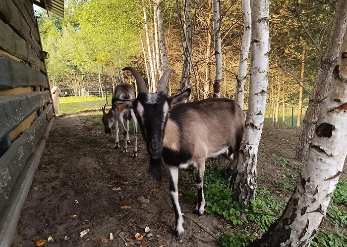 Farm stay Pod Pstragiem