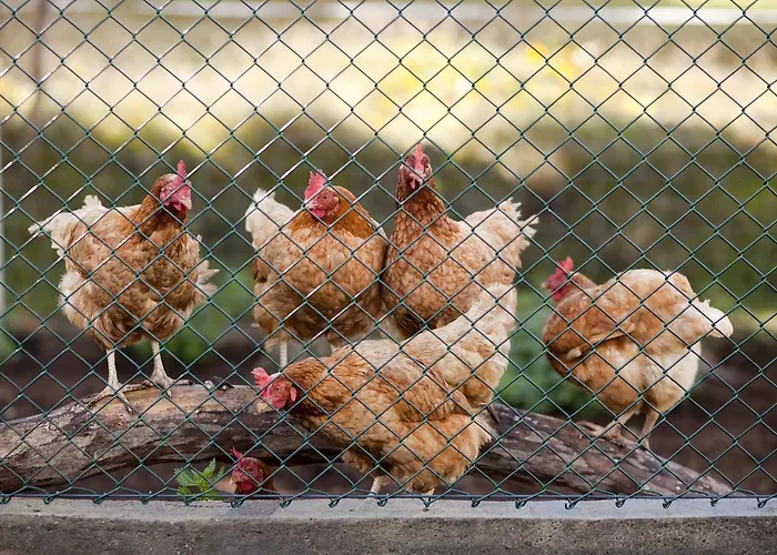 Pod Pstragiem Farm stay *