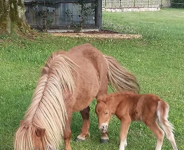 Pod Pstragiem Farm stay *