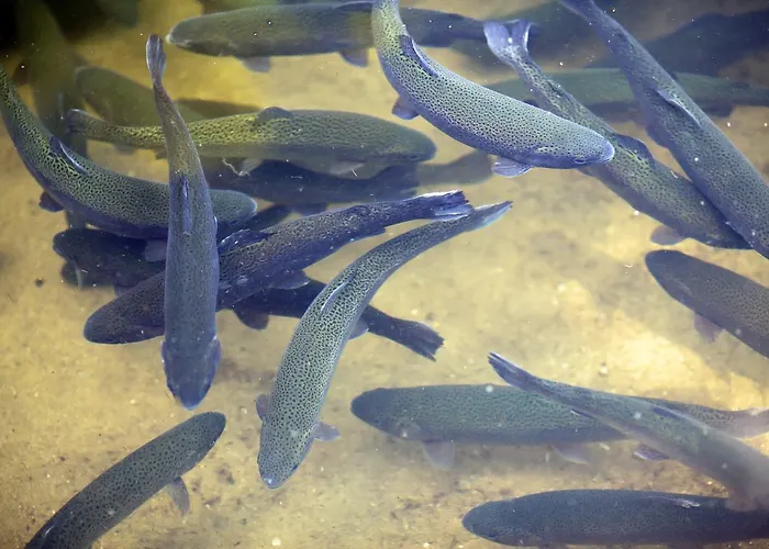 Pod Pstragiem Farm stay Lipnica (Bytow)