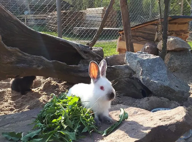 Farm stay Pod Pstragiem