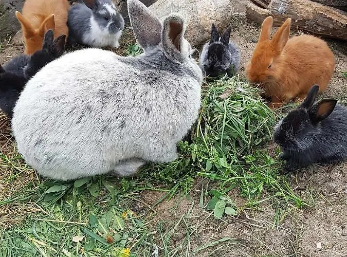 Pod Pstragiem Farm stay *